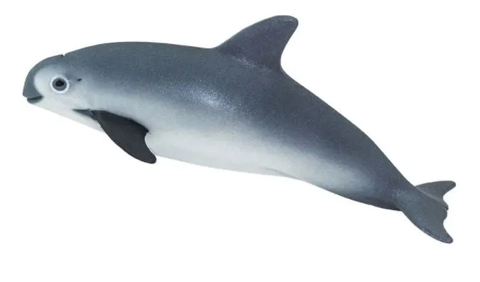 Safari Vaquita Porpoise